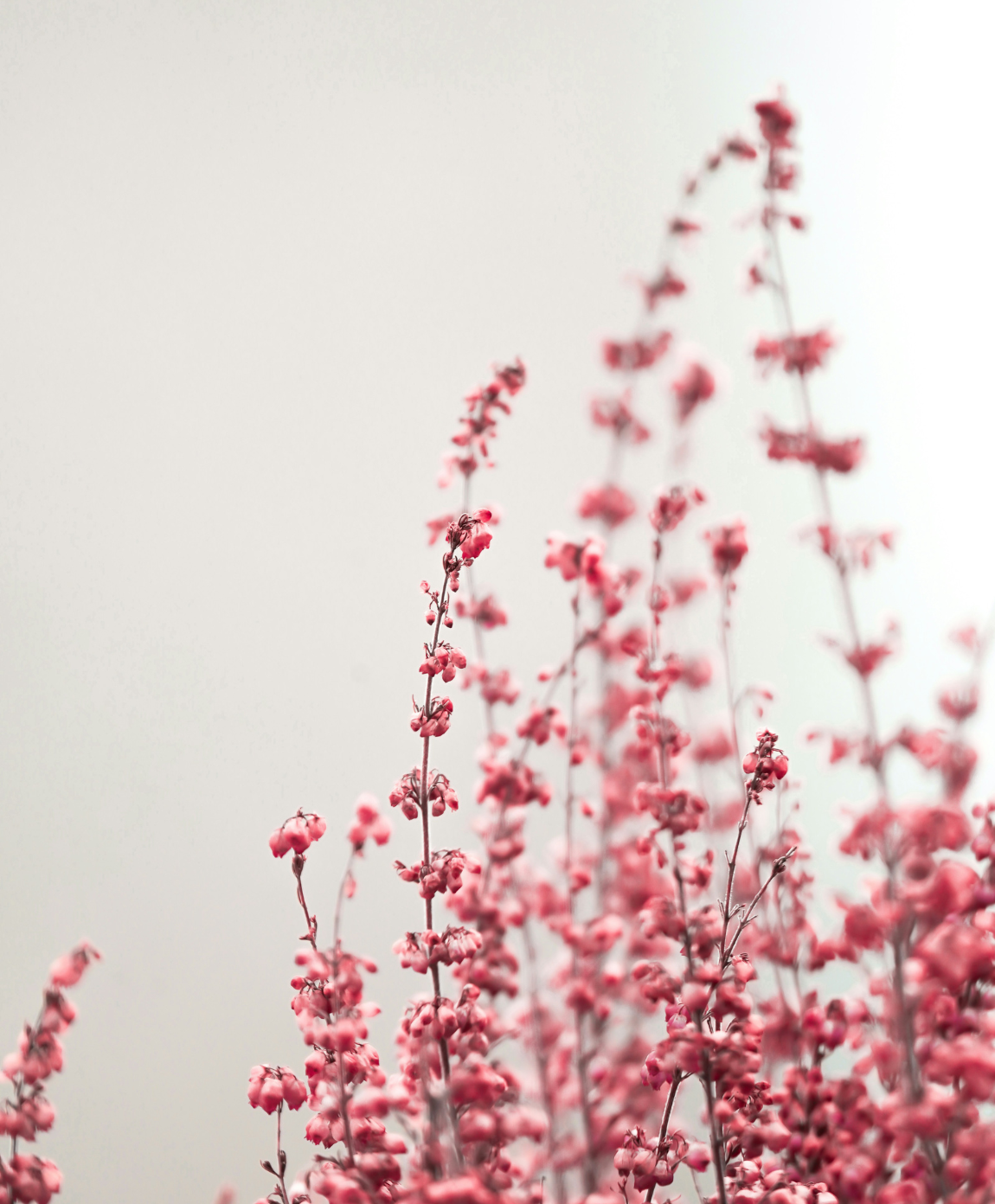 Mehrere filigrane, rosa blühende Zweige stehen vor einem hellen Hintergrund.